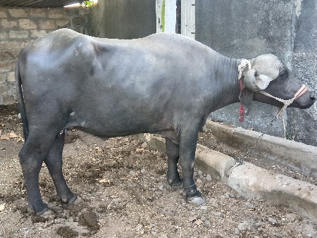bhes vesavani