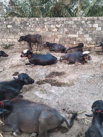 પાડા વેસવા ના સે