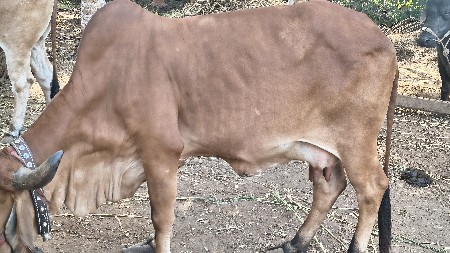 ગાય વેચવાની છે