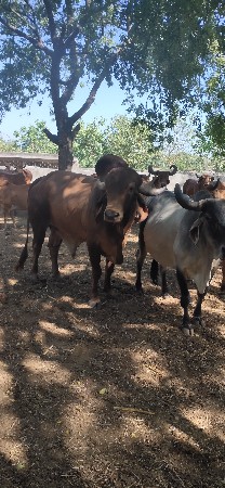 ખુટ દેવાનો સે