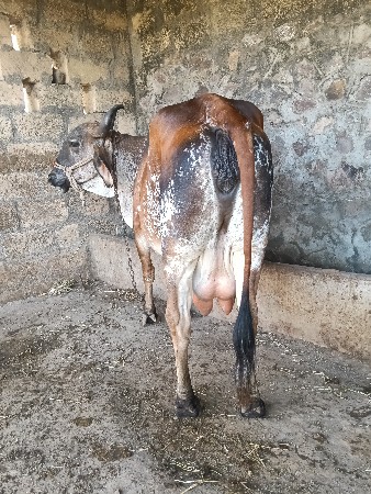 વેચવાની છે