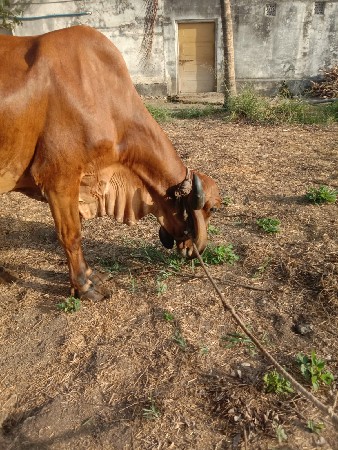 નવ લીટર દૂધ
