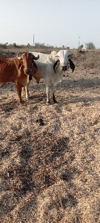 ગોઢલા વેચવા ના છે
