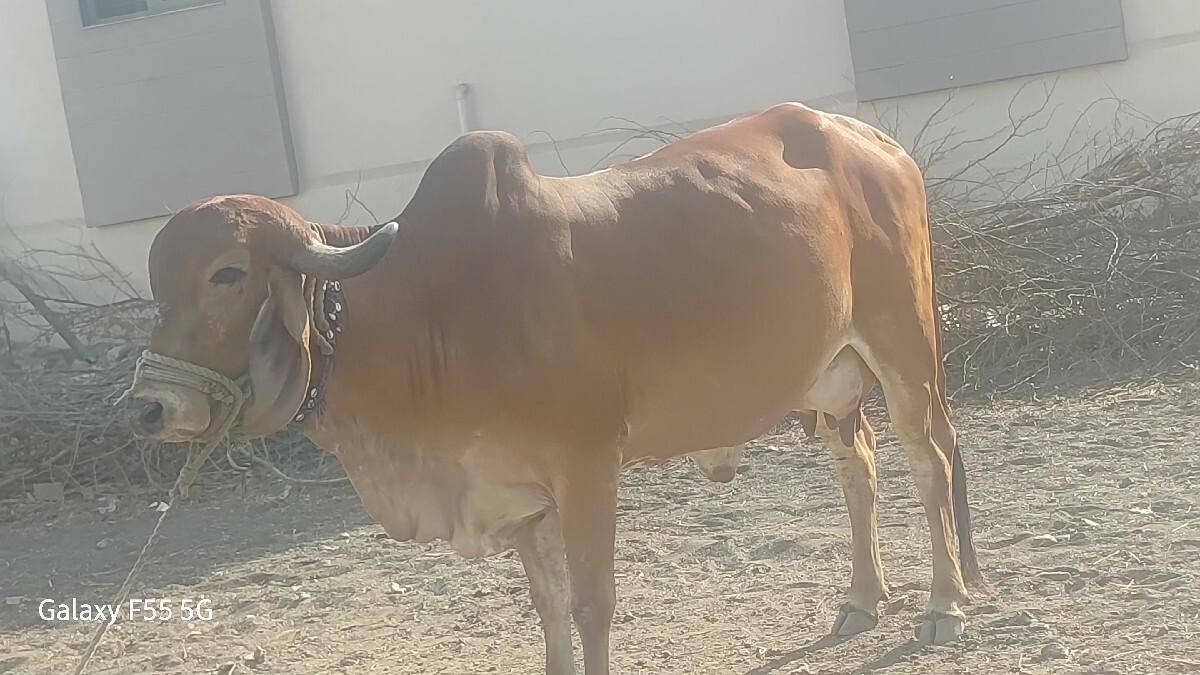 ગાય વેચવાની છે