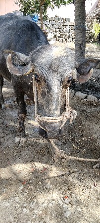 khadeli vechvani chhe