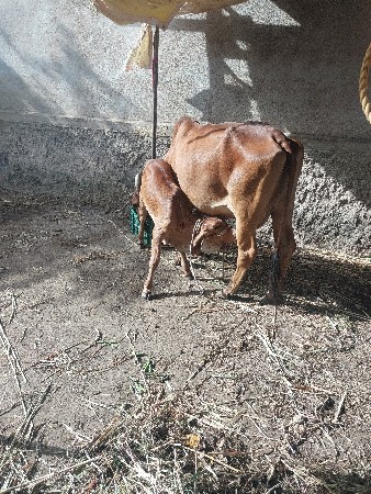 ગાયુ વેચવાની  છે બે  દૂઝણી
