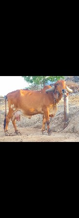 sell 7600252381