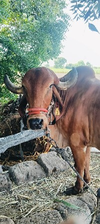 ગાય વેચવાની છે