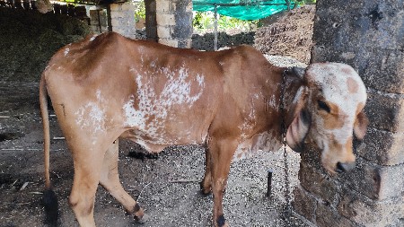 2.5વર્ષ ની   હોડકી