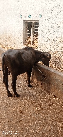 પાડો વેચવાનો છે
