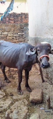 ત્રણ વર્ષ ની છે