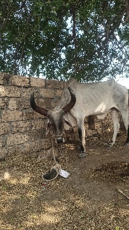 ghodhlo aek vavni vavel