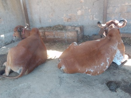 બળદેવ વેચવાના છે સાટા પણ ચાલે