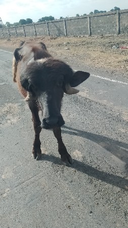 પાડૉ વેચવાનો છે