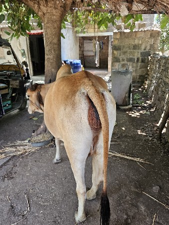 ગાય વેચવાની છે