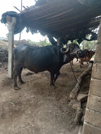 ભેંસ વેચવાની છે ગાભણ છે 9:30 મહિના