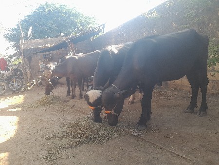 તાલુકો વંથલી જિલ્લો જુનાગઢ