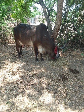 3, વેચવાની છે