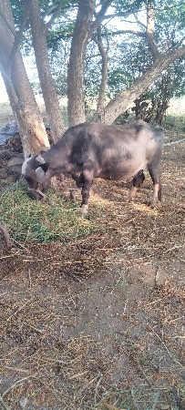 ભેંસ વેચવાની છે