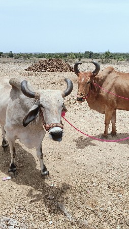 બળદ વેચવા ના છે સાવ સોજા છે...