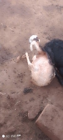10 બોકડા વેચાવ  છે