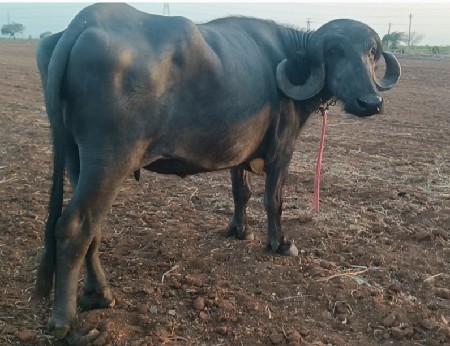 ખડાય વેચવાની છે