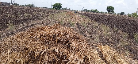બાજરી ના પુરા મો... 7359628596