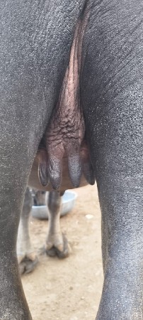 khdeli.vesvani.se