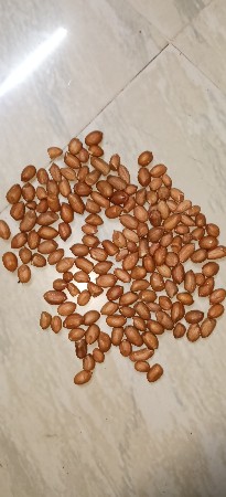 મગફળી 22 નંબર અને 20 નંબર