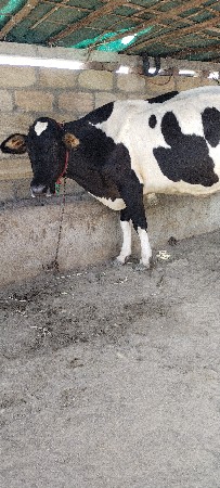 હોળકી