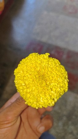 Galgota ba full yellow marigold