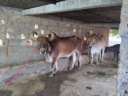 બડદ વેચવાના છે