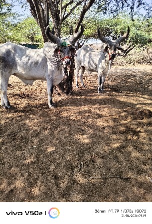 વેચવાના છે
