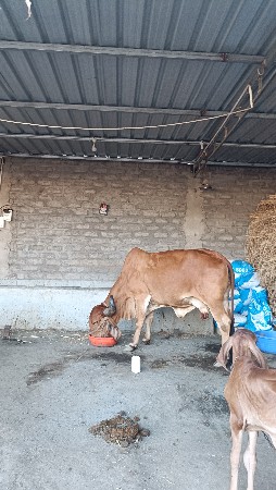 ગીર ગાય વેચવાની છે