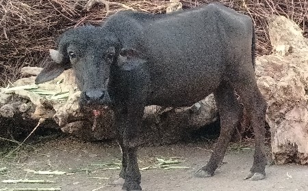 ખડેલી વેચવા ની છેઃ