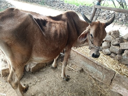 વેચવાની છે