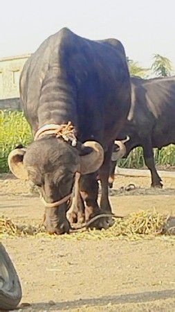 જય માતાજી
