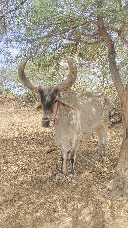 બડદ વેચવાના છે