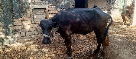 ખોડા ફોન નોકરવા