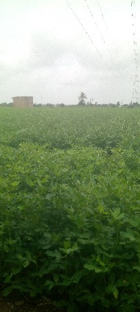 જમીન વેશવાની છે