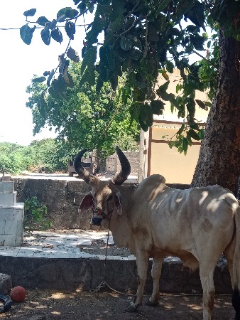 બળદ