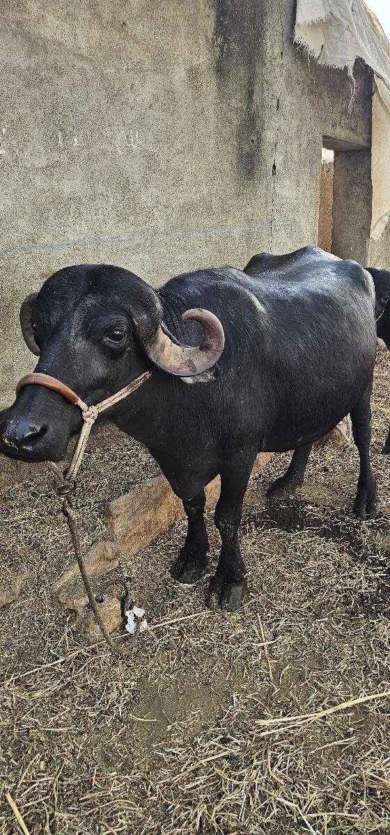 ભેંસ વેચવાની છે