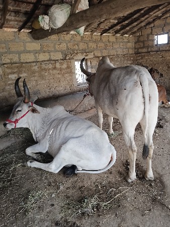 નથુ ભાઇ વાઢેર