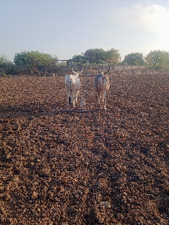 બળદ વેચવાના છે