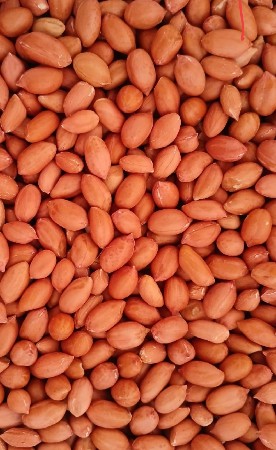 માડવિ બિવેચવાનુ છે