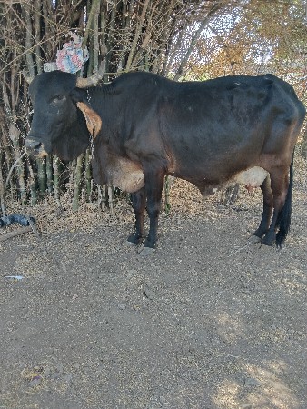 ગાય વેચવાની છે
