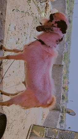 bakri bakro vechvana che
