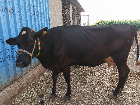 એસપ ગાય વેશવાની છે.
