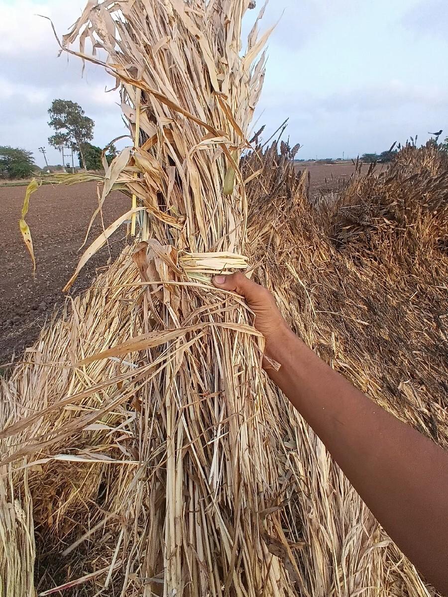 જુવાર