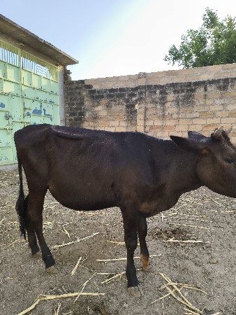 hf ગીર ક્રોસ વાછડી  વેચવાની છે